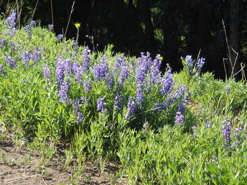 GDMBR: Lupine.